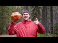 Brad Forages for Porcini Mushrooms | It's Alive | Bon Appétit