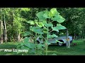 Successful Growing Of Sunflowers | Practical Tips That I Did From Seedlings To Blooming