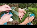Phalaenopsis Orchid Fertilizing Guide: Humidity & Media Matters in ALL Set Ups #ninjaorchids