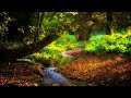 Peaceful River Flowing Sound | Gentle River, Relaxing Nature Sounds | White Noise for Sleep, Study