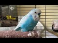 1 Hour VIDEO of budgie company