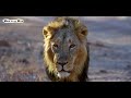 Gir Lions Blocked Safari | Gir National Park, Gujarat - 4K UHD Hindi | हिन्दी