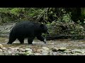 Black Bear 8099