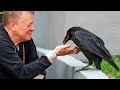 The man burst into tears when he saw what the raven brought him! This is a must see!