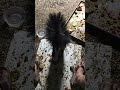 Cute Foot Skunk #backyardwildlife #skunks #friendly