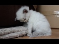 tired kitten cant stay awake - so cute! so little!