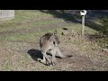 Kangaroo visits my home.