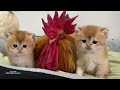 Ducks and roosters compete for custody of kittens!Mother cat's reaction is so funny and cute.