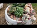 A Beginners Guide To Making Indoor Succulent Bowl Arrangement