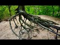 Wandering through a Lake Michigan Dune Forest