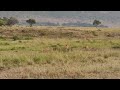 After killing Hippo, Lions protect kill from Hyenas in Masai Mara!!