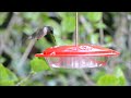 Hummingbird Closeup