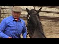 Equine Affaire Educational Program - Monty Roberts performs Join-Up with a Wild Horse
