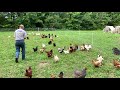 Pastured Eggs - How To Keep Your Farm Fresh Eggs Clean