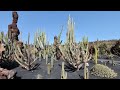 A walkthrough tour of the world famous cactus garden in Lanzarote