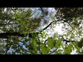 Piano music by FKJ from the album 'Just Piano' - Relaxing Under the Canopy #1