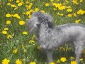 dog destroys dandelions