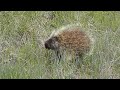 Porcupine eating grass shoots near Lethbridge Country Club.