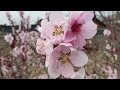 봄 꽃들과 함께 듣는 힐링음악 / Healing music with spring flowers!