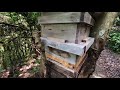 Japanese Honey Bees : Checking hives, boar problems.