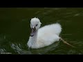 Cute Baby Animals - Music heals the heart and blood vessels, Healthy With Gentle Relaxing Music