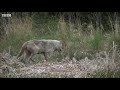 Wolves Defend Pups from a Bear | BBC Earth