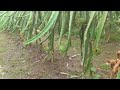 #nature Dragon fruit   #harvesting  23 July 2024