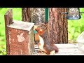 The youngest squirrel has learned to use the feeder 😍🩷🐿️🌰👍