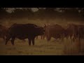 The Apex Predators Fighting To Feed Their 21 Lion Family | Pride In Battle | Full Documentary