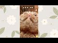 Non-Stop Laughter - Funny Animals Edition 😍 Funniest Dogs and Cats Videos 😺🐶