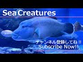 【4K Japan Aquarium】Parrot Fire Cichlid【Subscribe Now】