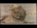 National Geographic - Lions and Hyenas VHS