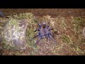 Blue tarantula (live pinky feeding)