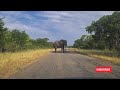 Incredible Footage of Elephant Dodging a small car on a road!!!