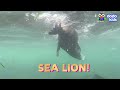 Hero Diver’s Mission Is To Protect Seals From Garbage | Dodo Kids | For The Love Of The Wild