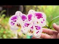 500 times stronger than garlic! The weakest orchid immediately takes root and blooms