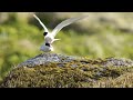 Iceland - The Newborn Island | Free Documentary Nature