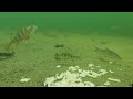 Perch vs shrimp on underwater camera reaction