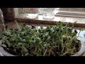 How To Sprout Sunflower Seeds   Cheap & Easy