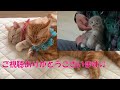 【猫癒し】猫の王国から新年のご挨拶m(__)m【マンチカン】【スコテッシュフォールド】【保護猫】New Year greetings from the cat kingdom