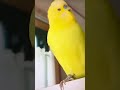 #funnyvideo #cute #birds 🦜 💜🦜💜🦜