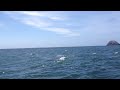 Humpback whale breaching, Nor Cal