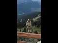 Marmot screaming on Blackcomb Mountain