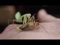 SETUP, CARE & FIRST IMPRESSIONS | The Praying Mantis