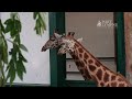 New Giraffe Arrival at Port Lympne Hotel & Reserve