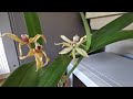 Anacheilum baculus / Prosthechea baculus / Encyclia baculus / Encyclia pentotis: new scented orchid