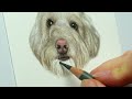One very photogenic poodle drawing | a colored pencil timelapse