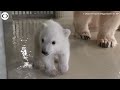 Polar bear cub born at zoo in Germany