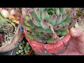 SUCCULENT IDENTIFICATION  | It's Okay To Be Not Okay  | VLOG #247 - Growing Succulents with LizK