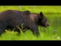 8K VIDEO ULTRA HD [60FPS] - Free Documentary Wildlife With Relaxing Music